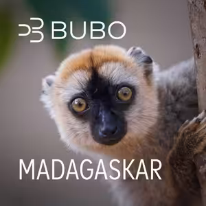 Madagaskar: lemury, baobaby a rituály predkov