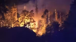 Je potřeba zvážit, nakolik změnit druhovou skladbu lesů, říká náměstek ministryně pro životní prostředí Tesař