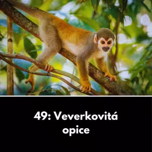 49: Veverkovitá opice