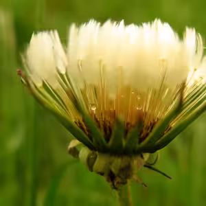 Palmová (Kvetná) nedeľa – Nedeľa utrpenia Pána