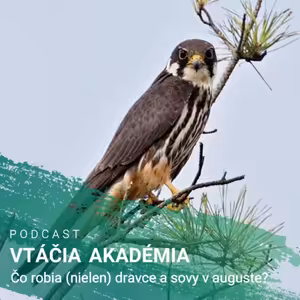 Čo robia (nielen) dravce a sovy v auguste?