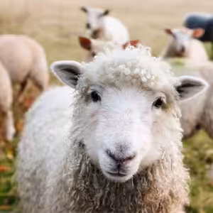 INESS na DNES #40: Za veľa peňazí málo muziky v poľnohospodárstve