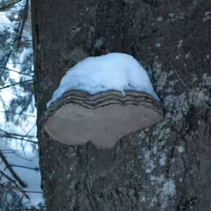 Utorok Svätého týždňa