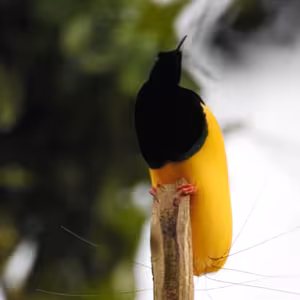 Ešus 9/12/2024: Tomáš a Indonésie - Papua