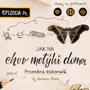 #14 Jak na chov motýlů doma? [martináč pajasanový]