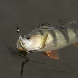 Co je to čeburaška a jak se s ní vláčí