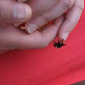 Svätého Vojtecha, biskupa a mučeníka