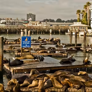 Lachtani v San Francisku