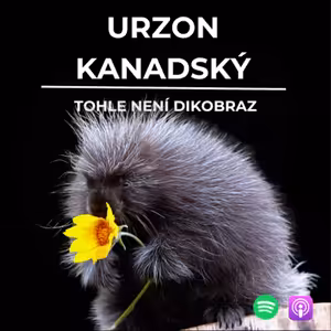77: Tohle není dikobraz | Urzon kanadský