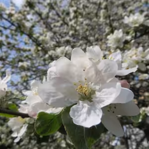 Pondelok vo Veľkonočnej oktáve