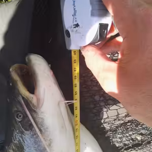 Lov dravých ryb s podvodním splávkem