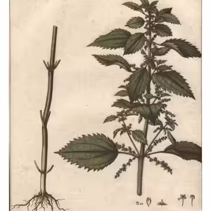 Pŕhľava a jej využitie na výrobu textílií a veľa iného