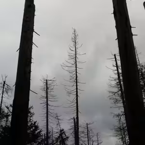 Krušnohorské lesy zničila rudo-černá labuť