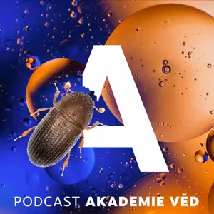 Brouk versus smrk. Jak uvažuje o českých i floridských lesích specialista na kůrovce Jiří Hulcr? (1/2)