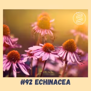 #92 ECHINACEA / chřipka, covid, nachlazení, viróza, imunita, protilátky, jak se rychle uzdravit, osteoporóza