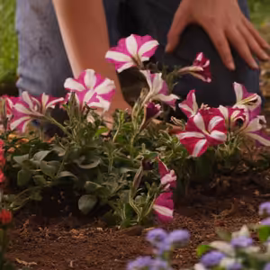 Skvělá zpráva! Most připravuje k pronájmu nové zahrádky na okraji města
