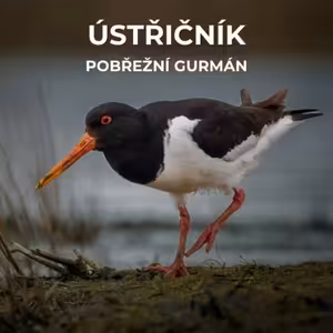 61: S lasturou si dokáže poradit během 15 s, vědce podivuje jeho migrace a při obraně mláďat předstírá zranění | Ústřičník velký