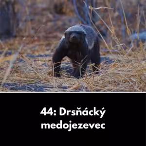 44: Drsňácký medojezevec