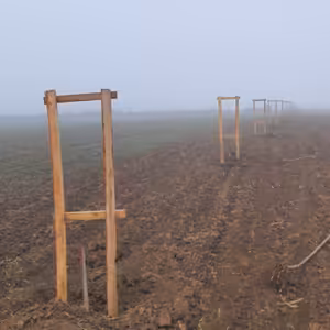 #19: Stačí nově sázet jen 50 cm od sousedního pozemku? Nebo je to trochu složitější?