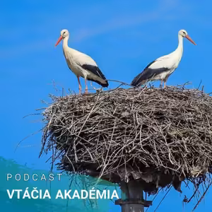 Aj mladé bociany majú svoje puberťácke gangy