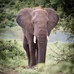 Ako sa pripraviť na Safari 1/3