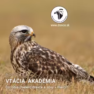 Čo robia (nielen) dravce a sovy v marci?