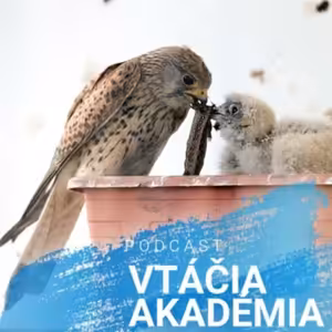 Sokol na balkóne, čo s ním?