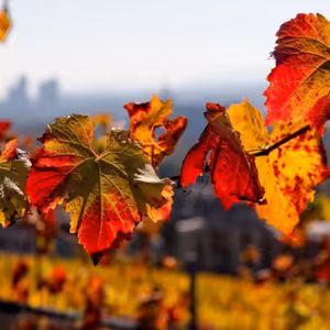 Dopoludnie na Infovojne s Adrianom 29.11.2024