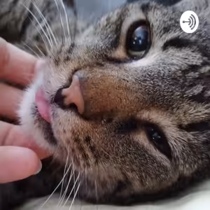 Diktát slovních spojení