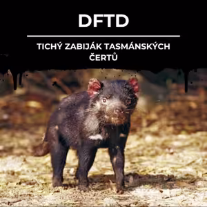 86: DFTD | Tichý zabiják tasmánských čertů