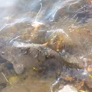 Pohlaví u ryb a jejich rozeznávání