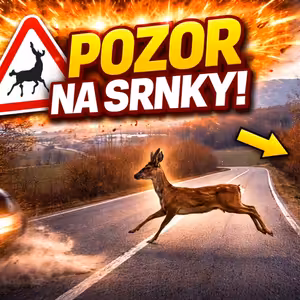 Pozor na srnky na cestě