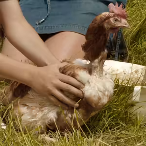 Děti byly v šoku, vidět klecový chov je skličující, říkají filmaři o rodinné záchraně slepic