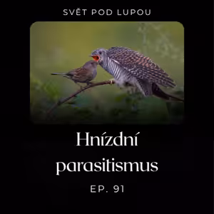 #91: Hnízdní parasitismus