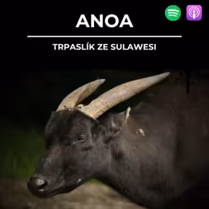 89: ANOA | Trpaslík ze Sulawesi