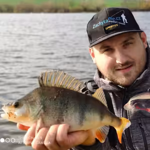 Lov okounů na přívlač