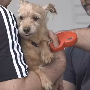 Bezplatné očkování psů proti vzteklině.