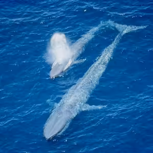 Bart Sims-Velryba učí mládě