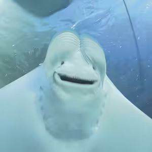 50 nejlepších českých alb historie podle Expres FM: 20. Midi Lidi – Give Masterpiece a Chance!