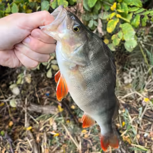 Úspěšná přívlač 16. díl