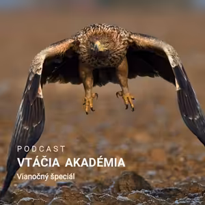Vtáčia akadémia: Vianočný špeciál