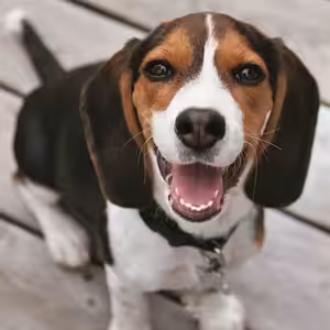 O psích množírnách