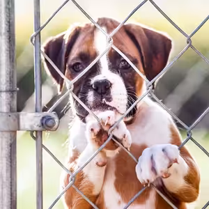 Ľudia sú horší ako zvieratá...