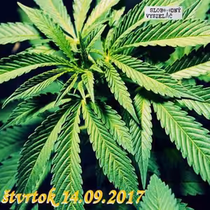 Opony 184 - 2017-09-14 konvergencie 20 Marihuana