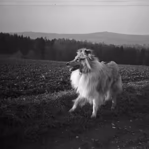 Jana Šrámková: Stražiště