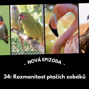 34: Rozmanitost ptačích zobáků