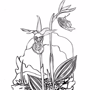 Podcast o domácí magii s Calypso (1. díl)