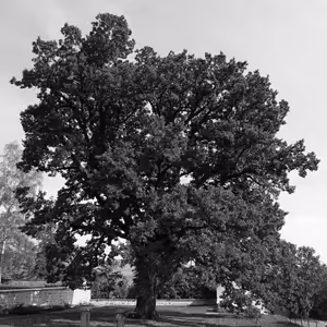 Josef Hrdlička: Zahrada