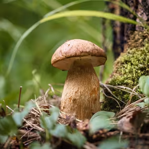 Jak spolehlivě poznat místo, kde rostou houby?