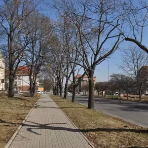 Most zachránil vzrostlou alej v ulici ČSA, vodaři tam také nebudou moci kopat několik dalších let.